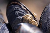 Следы доисторического метеоритного дождя нашли в раковинах моллюсков Следы доисторического метеоритного дождя нашли в раковинах моллюсков