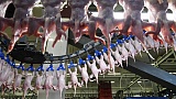 Китай хочет скупить у России куриные лапки Китай хочет скупить у России куриные лапки